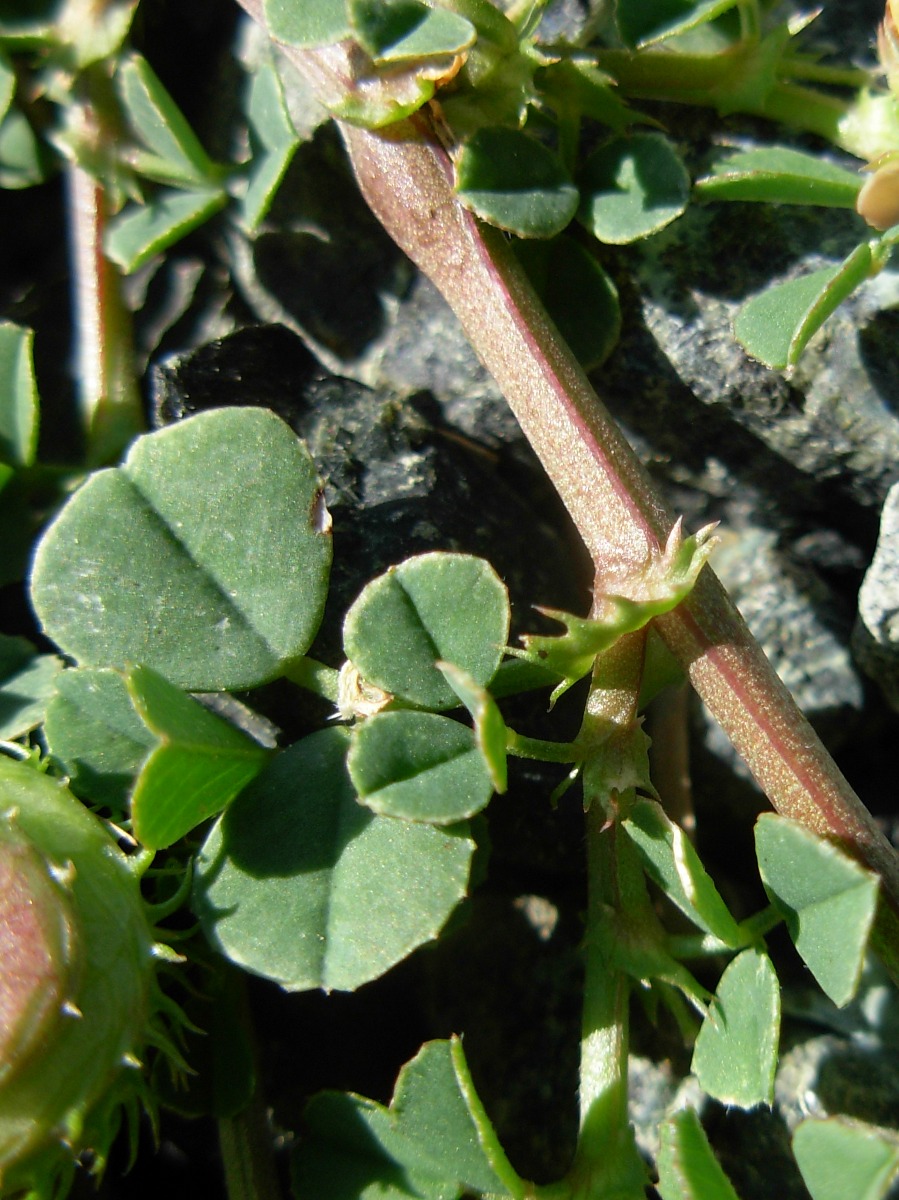 Medicago muricoleptis  / Erba medica sottile